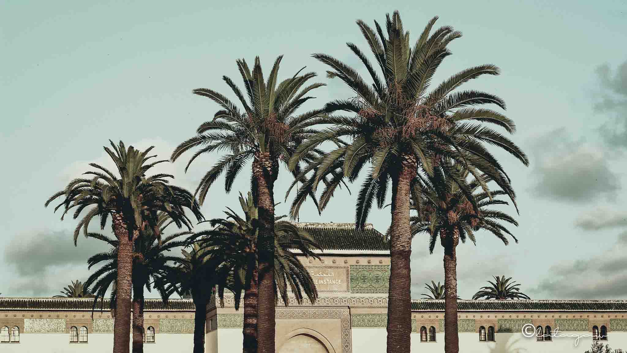 palm trees in casablanca