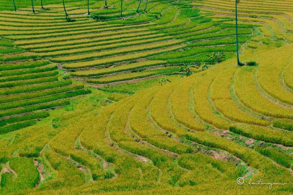 wide shot of cadapdapan rice terraces bohol philippines
