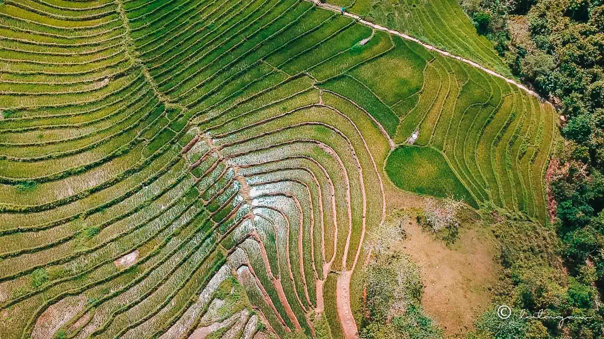cadapdapan rice terraces from above