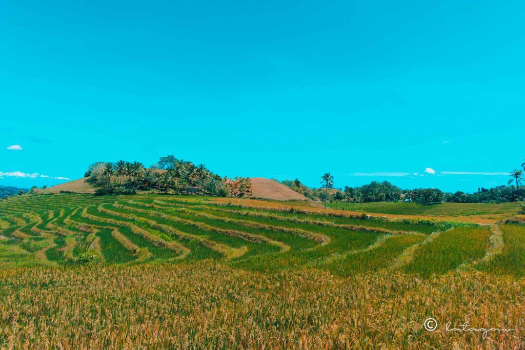 wide view of cadapdapan rice terraces bohol philippines