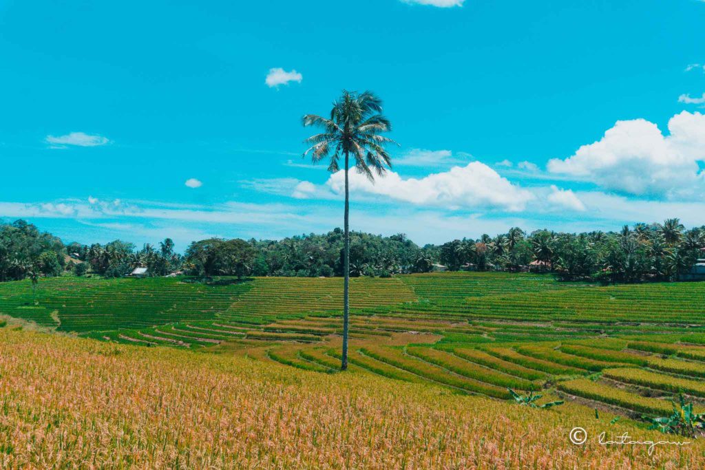wide shot of cadapdapan rice terraces bohol philippines