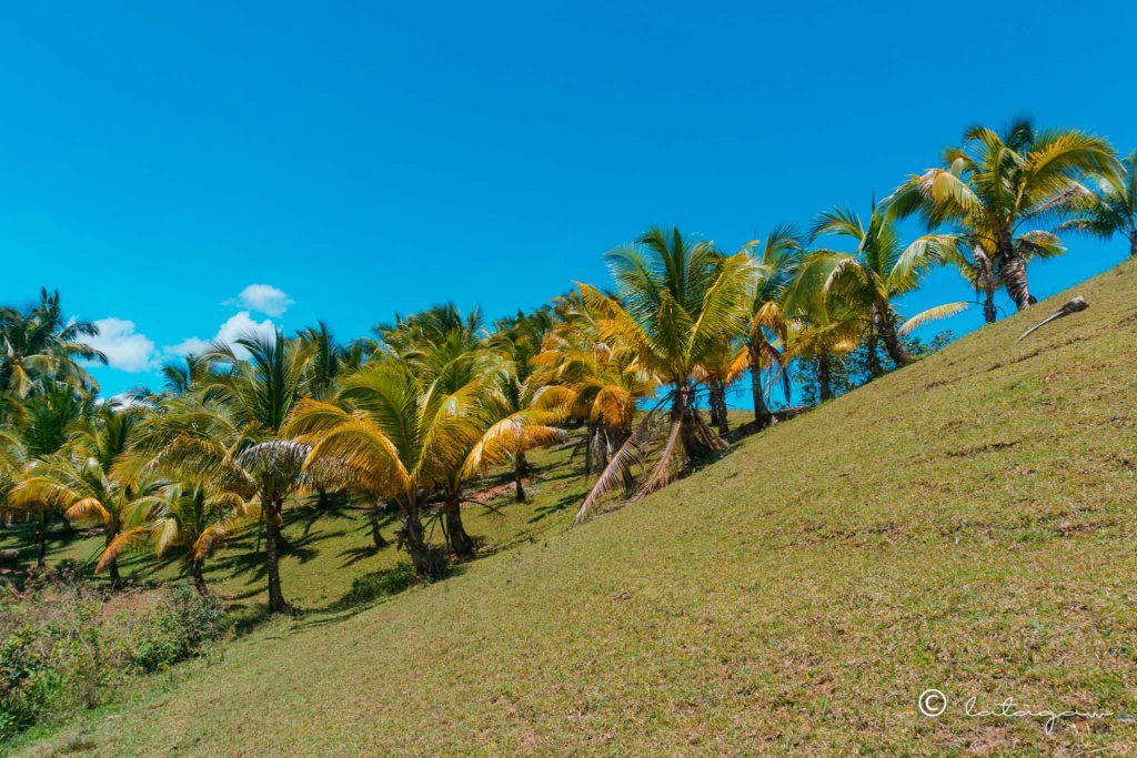 row of coconut trees in cadapdapan rice terraces bohol philippines
